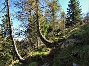 55 Sul sentierino di salita dal Passo di Monte Colle al Pizzo Badile larici colorati d'autunno